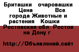 Бриташки - очаровашки.  › Цена ­ 3 000 - Все города Животные и растения » Кошки   . Ростовская обл.,Ростов-на-Дону г.